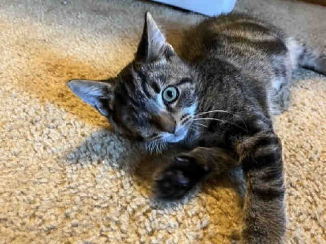 Kermit-In Foster