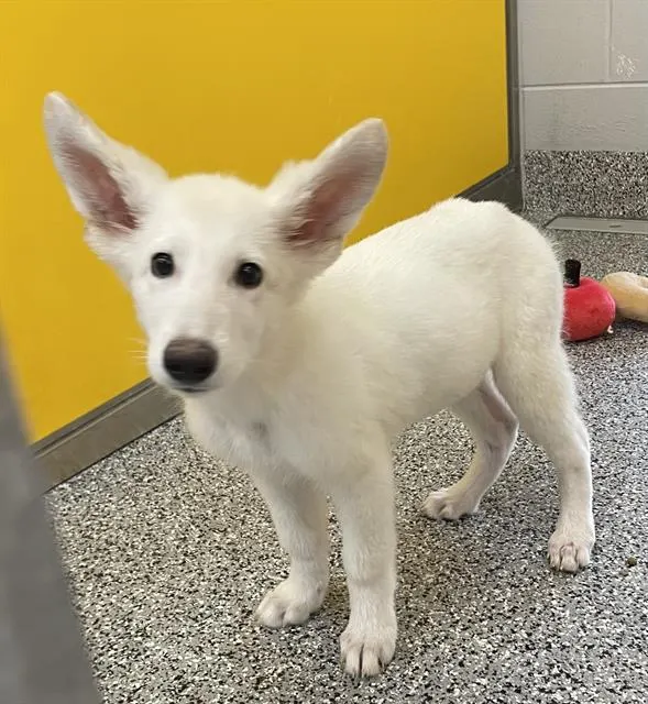 Adoptable Dog