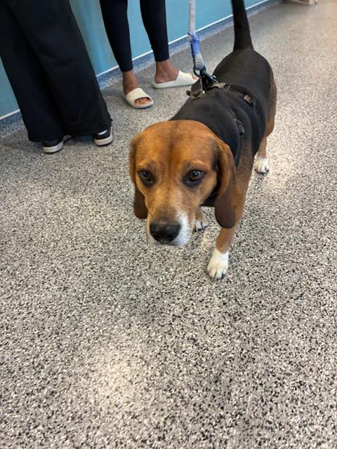 Adoptable Dog
