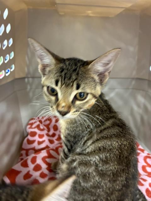 Adoptable Cat