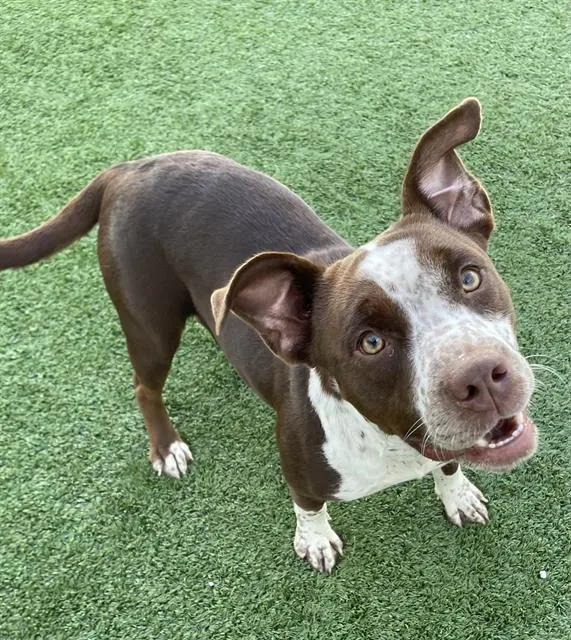Adoptable Dog