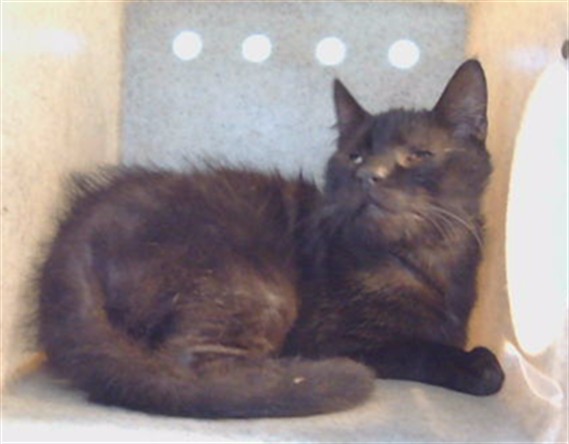 Adoptable Cat
