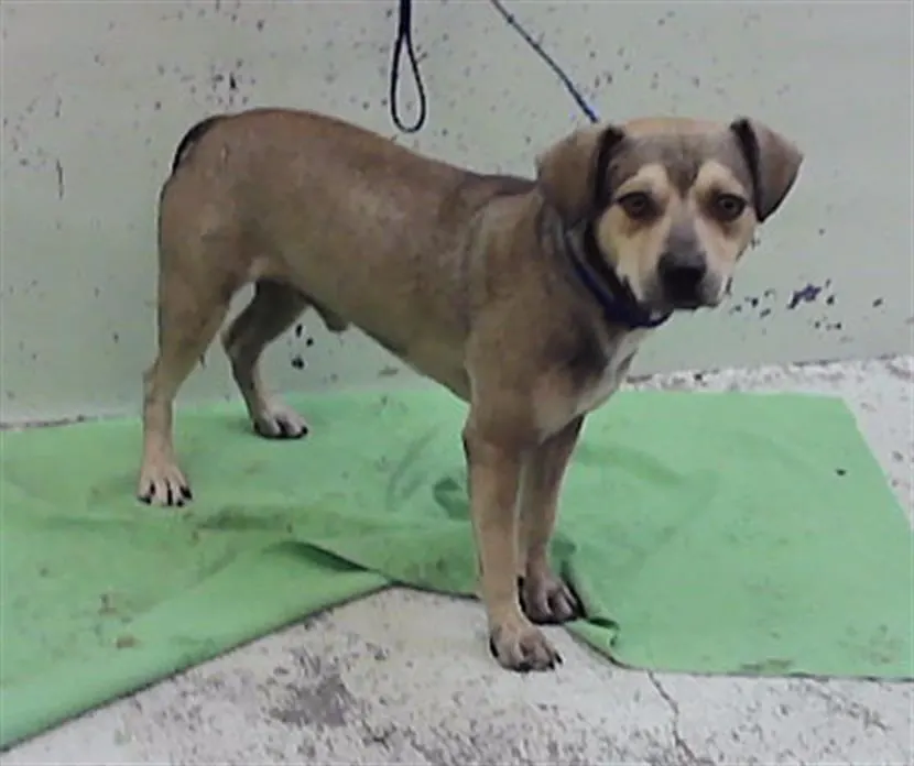 Adoptable Dog