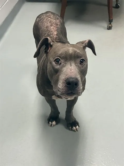 Gemma