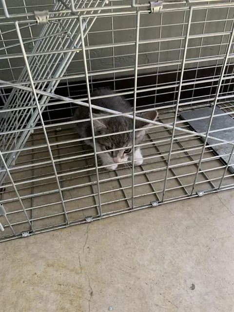 Adoptable Cat