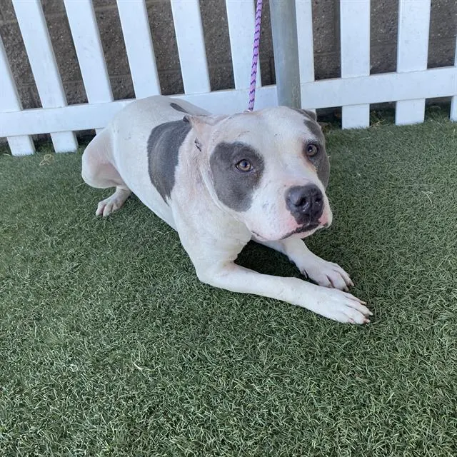 Adoptable Dog