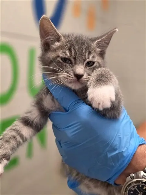 Adoptable Cat