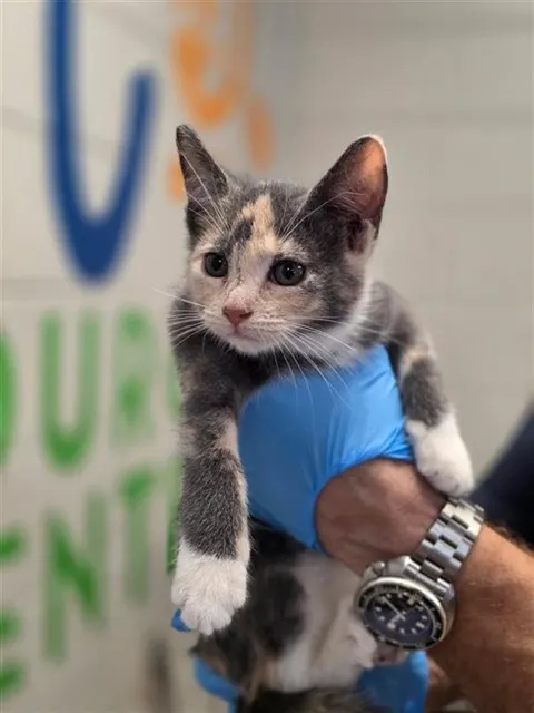 Adoptable Cat