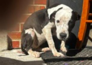 Adoptable Dog