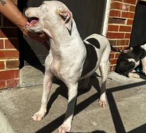 Adoptable Dog