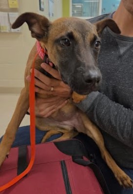 Adoptable Dog