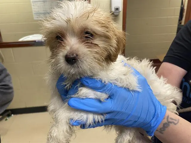 Adoptable Dog