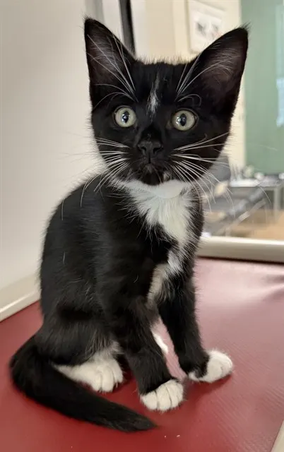Luna