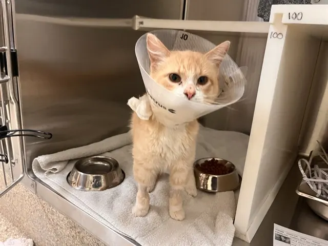 Garfield