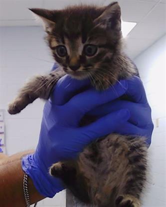 Adoptable Cat