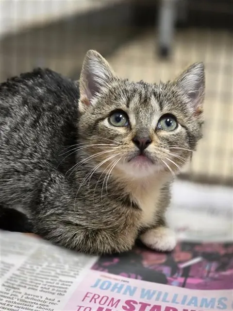Adoptable Cat