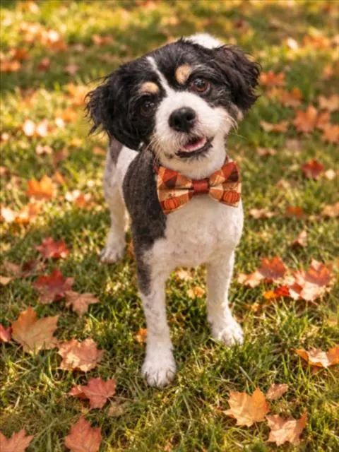 Toby