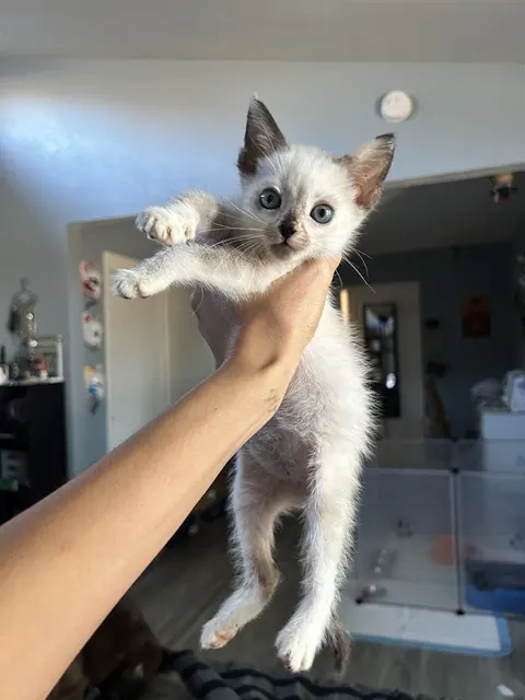 *Denali