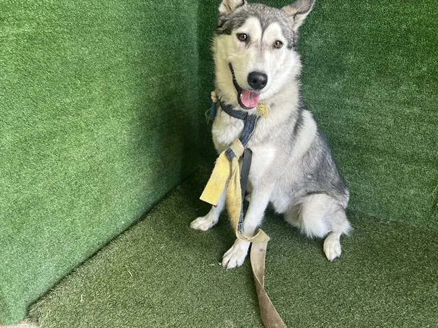 Adoptable Dog