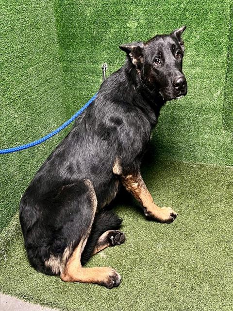 Adoptable Dog