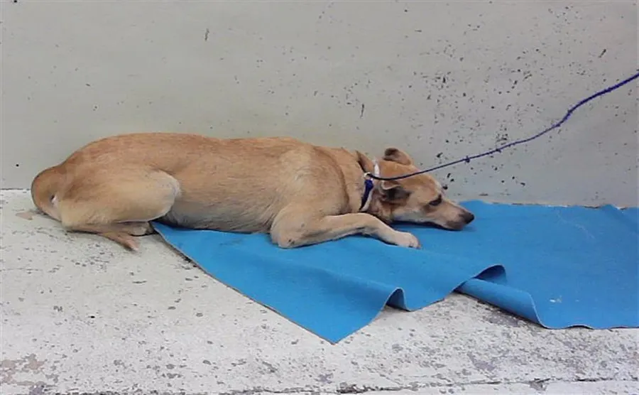 Adoptable Dog