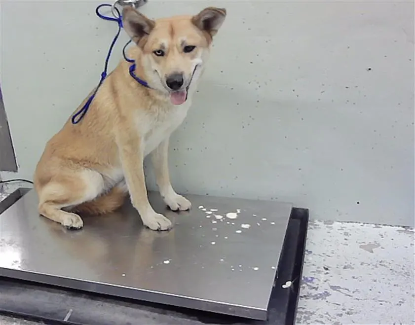 Adoptable Dog