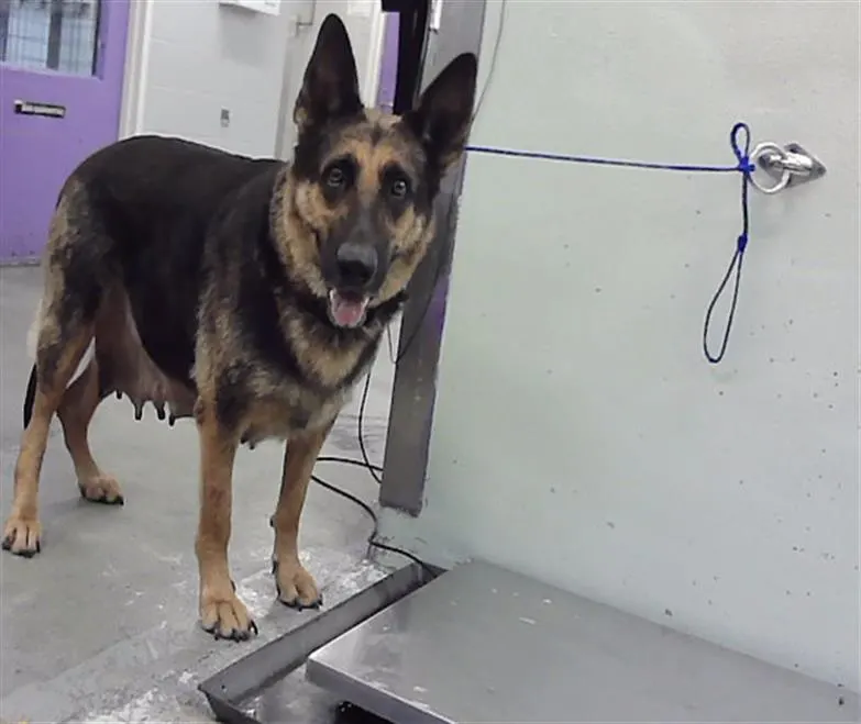 Adoptable Dog