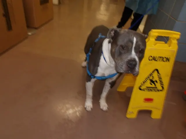 Adoptable Dog
