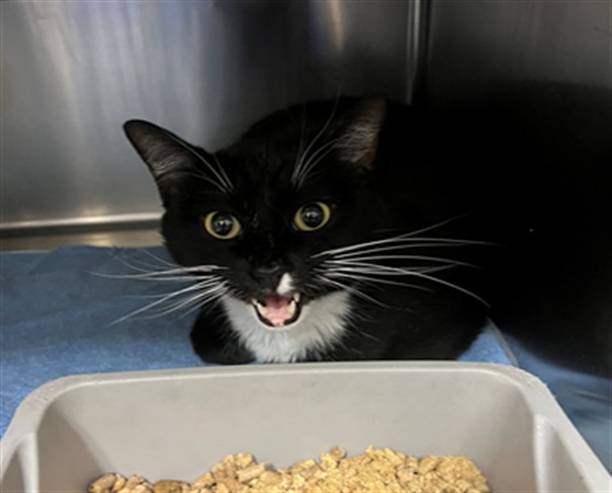 Adoptable Cat