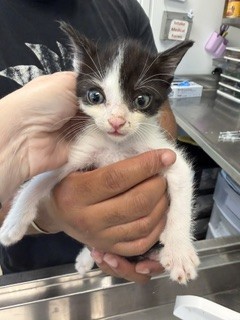 Adoptable Cat