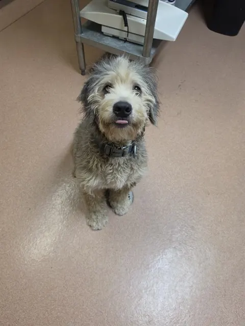 Milo