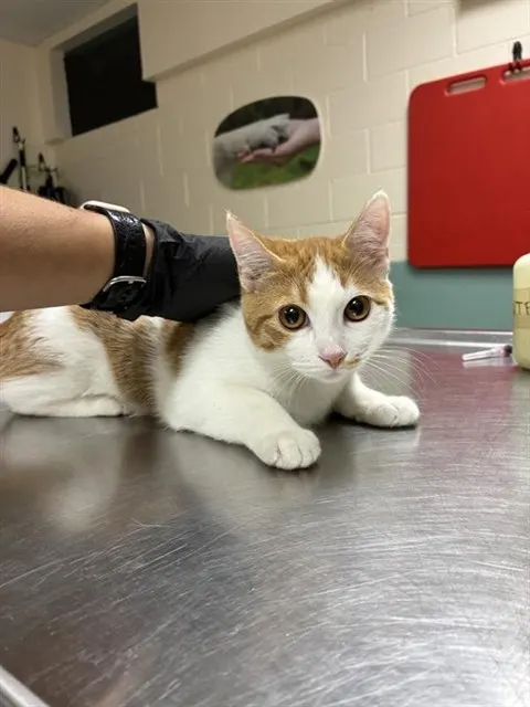 Adoptable Cat