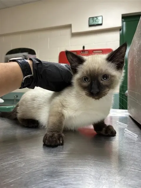 Adoptable Cat