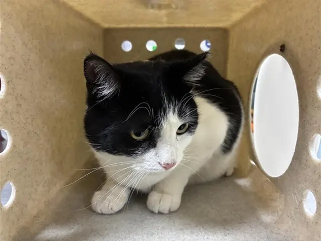 Adoptable Cat