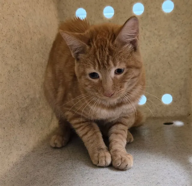 Adoptable Cat