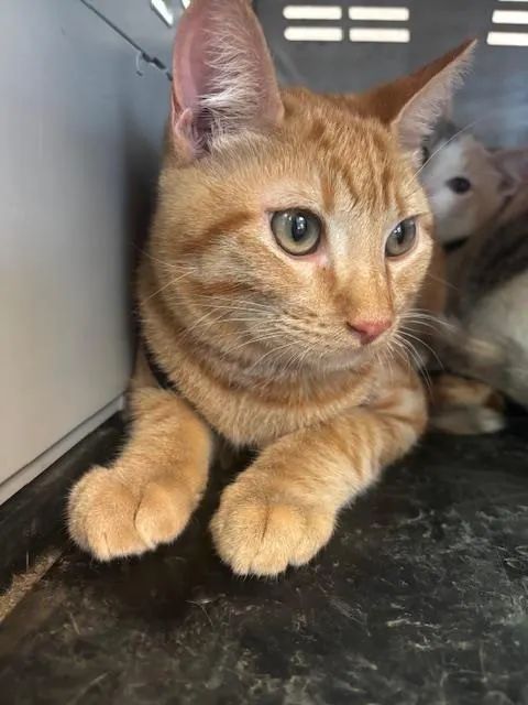 Pumkin