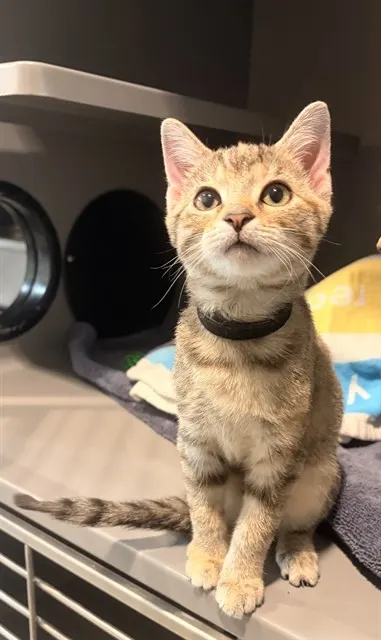 Sammi