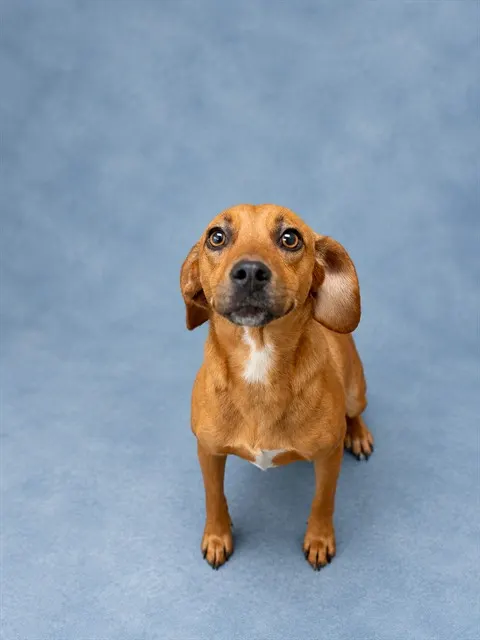 Adoptable Dog