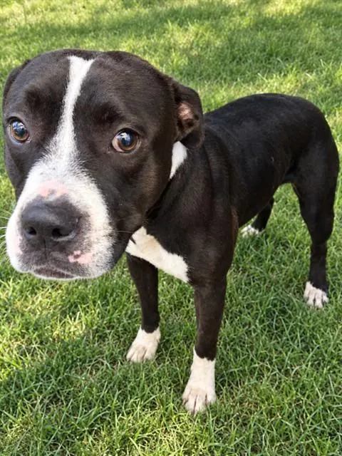 Adoptable Dog