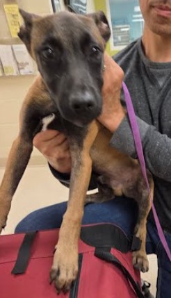 Adoptable Dog