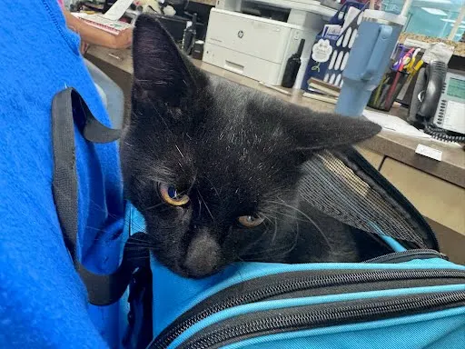 Adoptable Cat