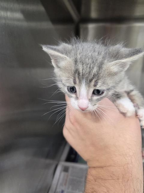 Adoptable Cat