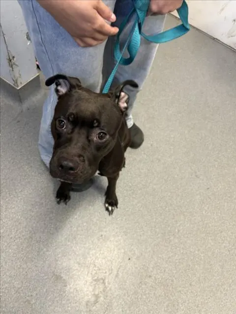 Adoptable Dog