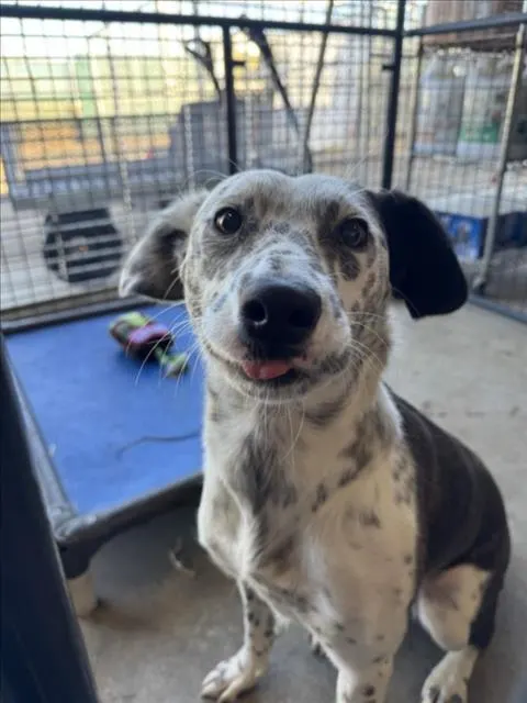 Adoptable Dog