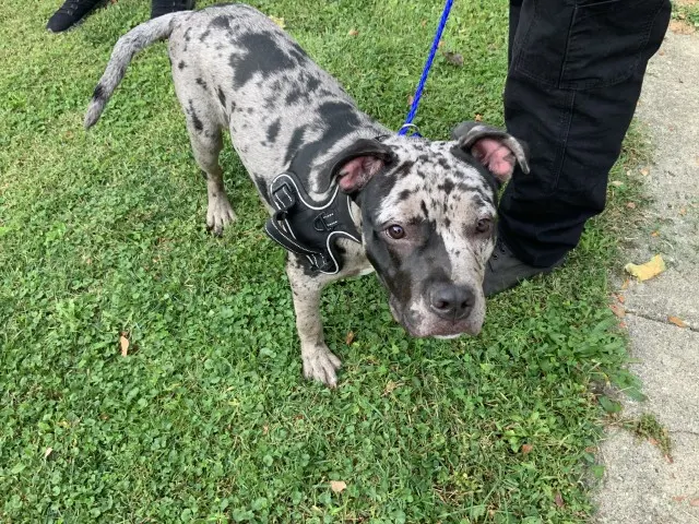 Adoptable Dog