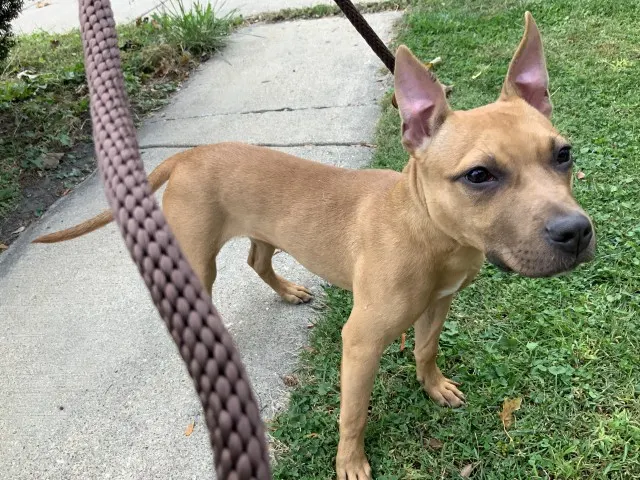 Adoptable Dog
