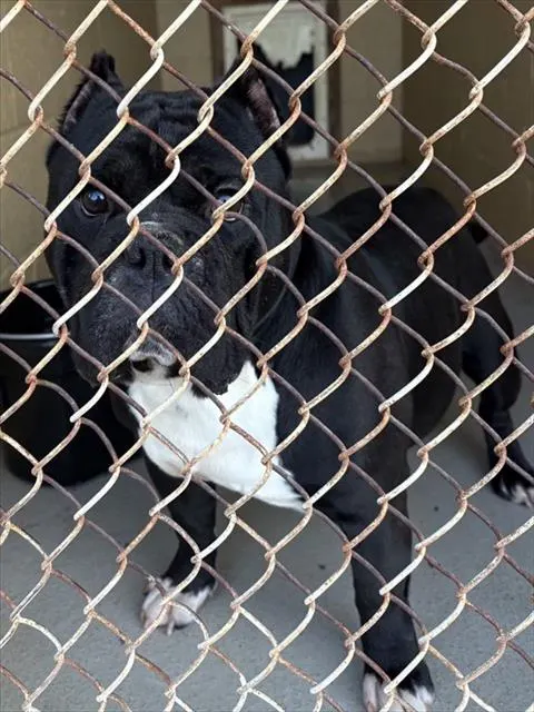 Adoptable Dog
