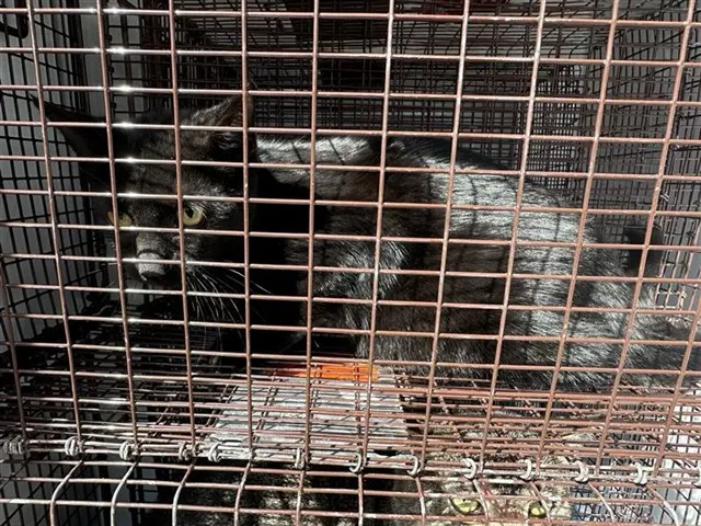Adoptable Cat