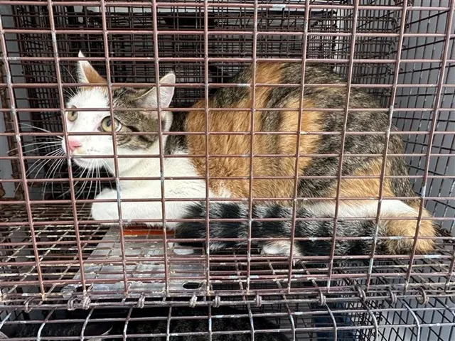 Adoptable Cat