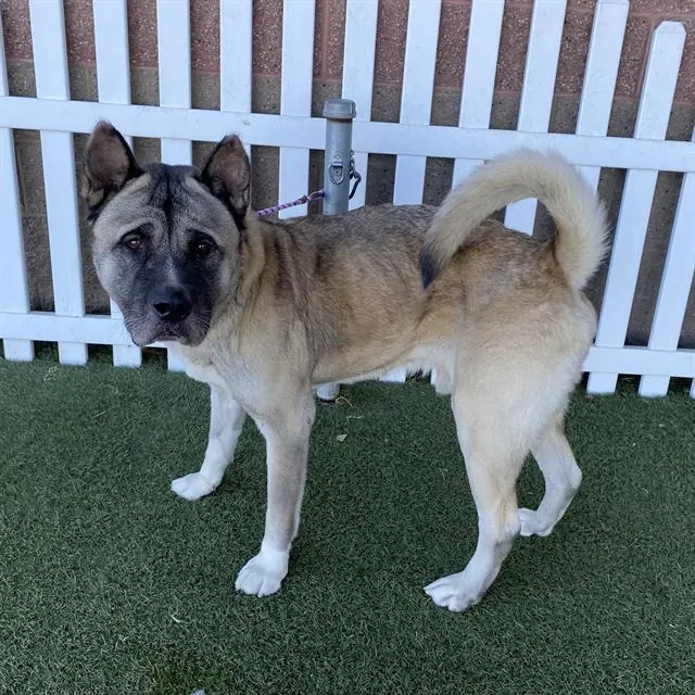 Adoptable Dog